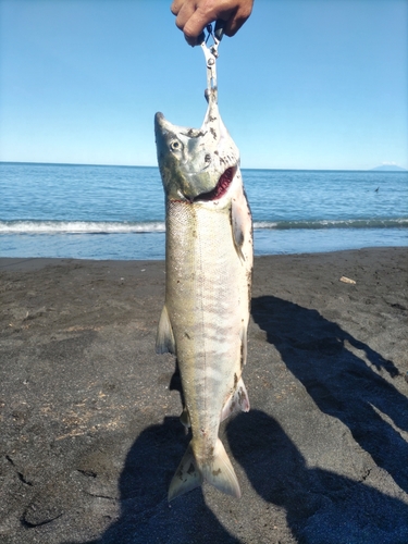 アキアジの釣果