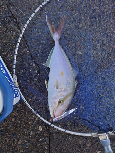 シオの釣果