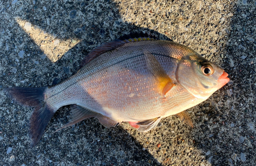 タナゴの釣果