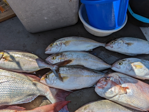 ネリゴの釣果