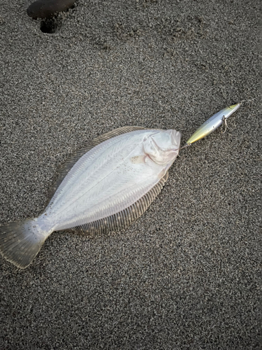 ソゲの釣果