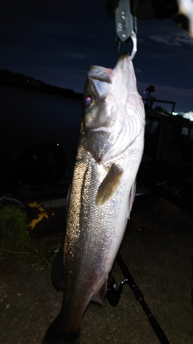 スズキの釣果