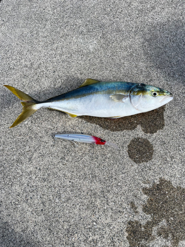 ハマチの釣果