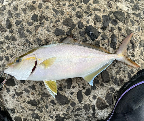 カンパチの釣果