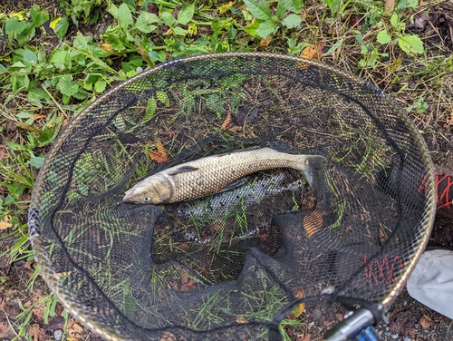 ニゴイの釣果