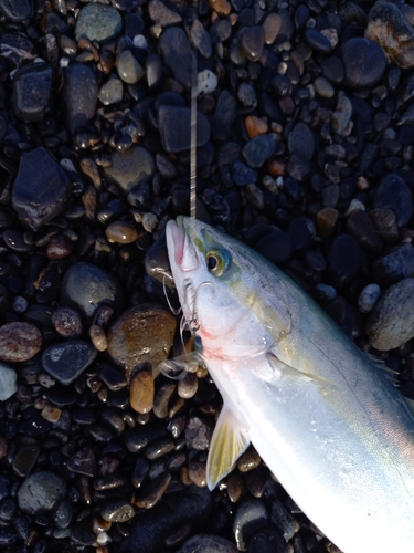 ワカシの釣果