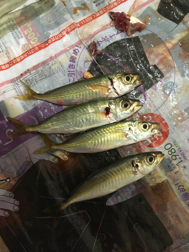 アオアジの釣果