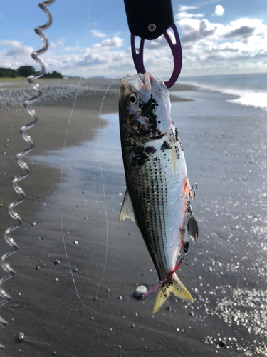 コノシロの釣果