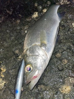 セイゴ（ヒラスズキ）の釣果