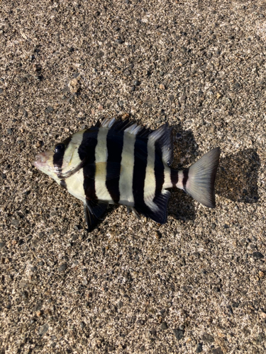 イシダイの釣果