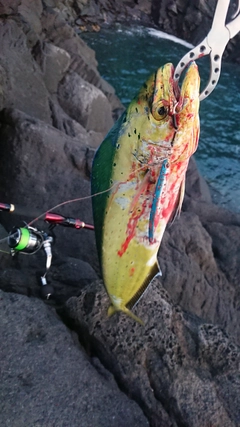 シイラの釣果