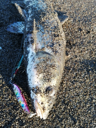 ウグイの釣果