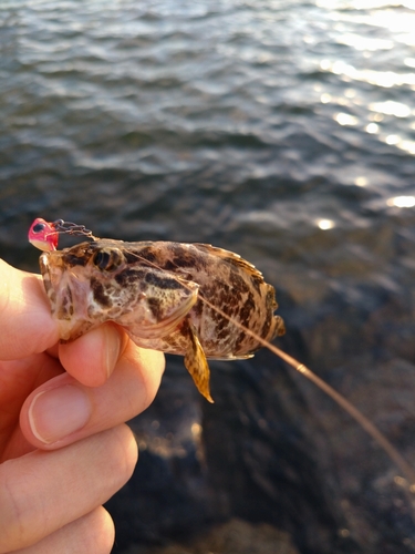 タケノコメバルの釣果