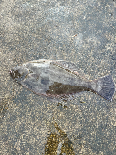 ヒラメの釣果