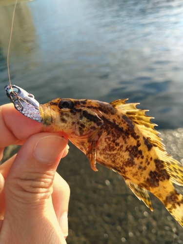 タケノコメバルの釣果