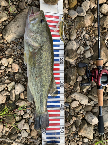 ブラックバスの釣果