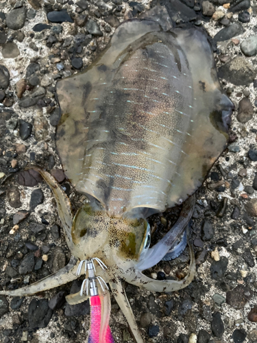 アオリイカの釣果