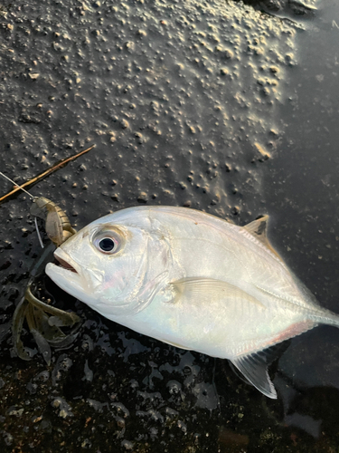 メッキの釣果