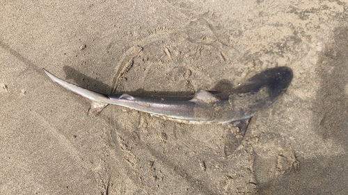 サメの釣果