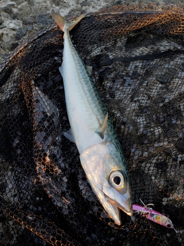 サバの釣果