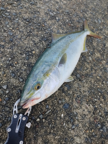 ハマチの釣果