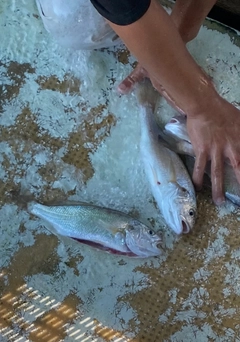 イシモチの釣果