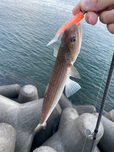 エソの釣果