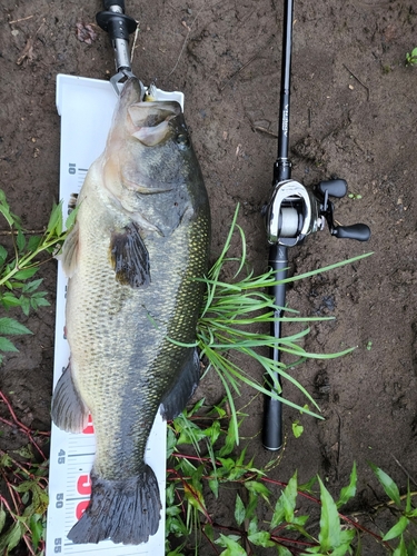 ブラックバスの釣果