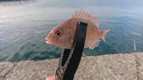 チャリコの釣果