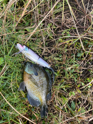 ブルーギルの釣果