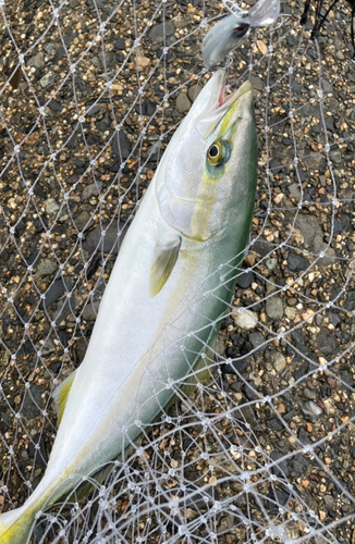 ツバスの釣果