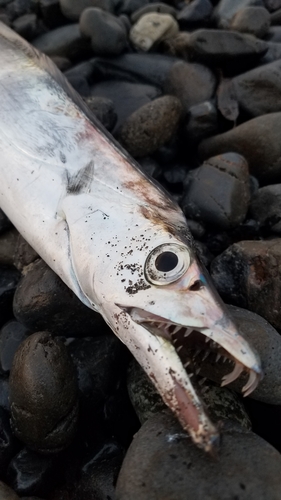 タチウオの釣果