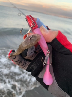 シタビラメの釣果