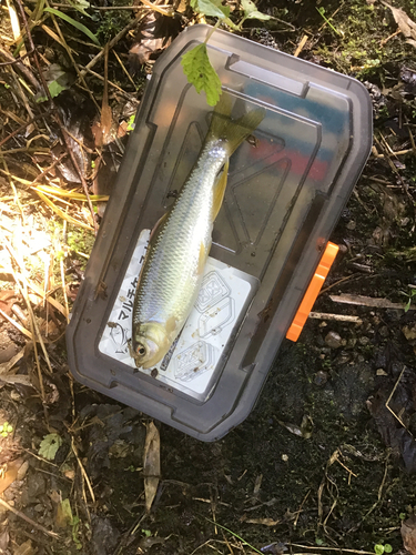 カワムツの釣果