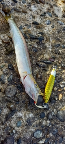 アカカマスの釣果