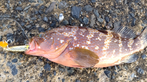 アコウの釣果