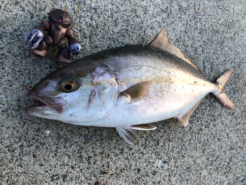 ショゴの釣果