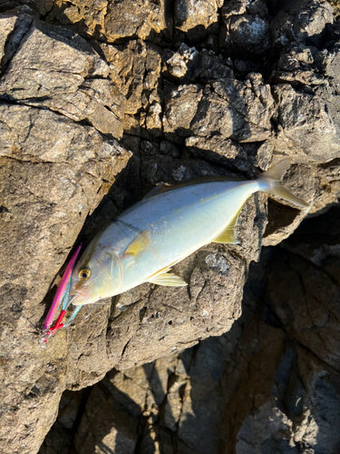 カンパチの釣果