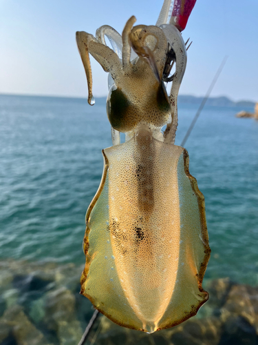 アオリイカの釣果