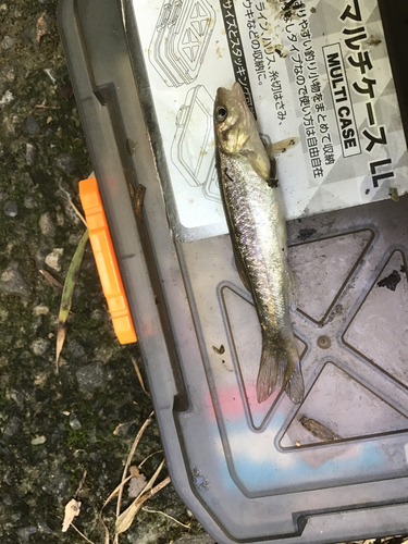 タカハヤの釣果