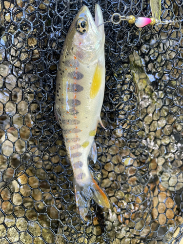 アマゴの釣果