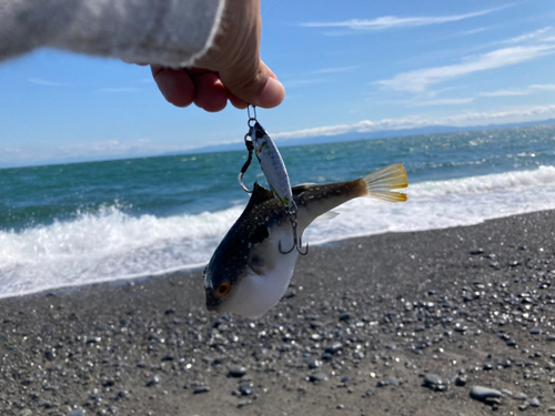 クサフグの釣果