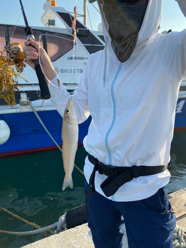 キスの釣果