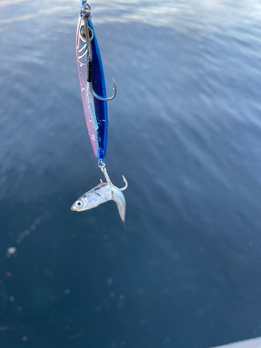 カタクチイワシの釣果