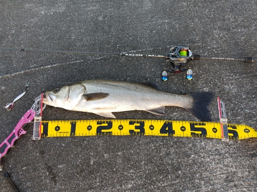 シーバスの釣果