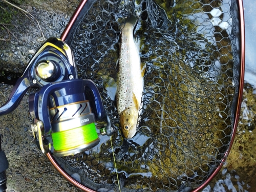 ブラウントラウトの釣果