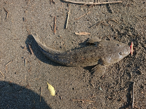 マゴチの釣果