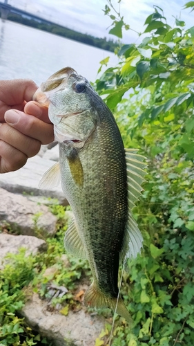 ブラックバスの釣果