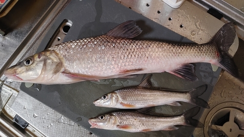 ニゴイの釣果