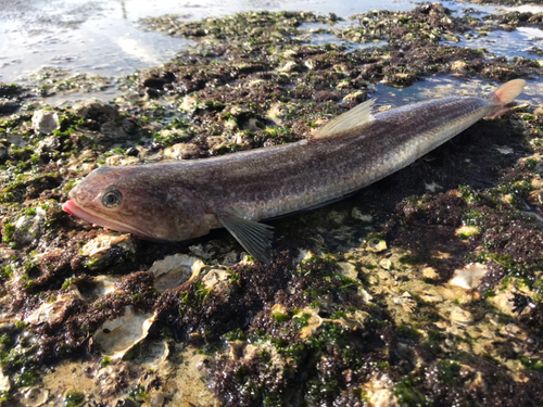 エソの釣果